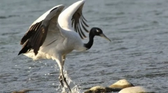 Крејн черрил